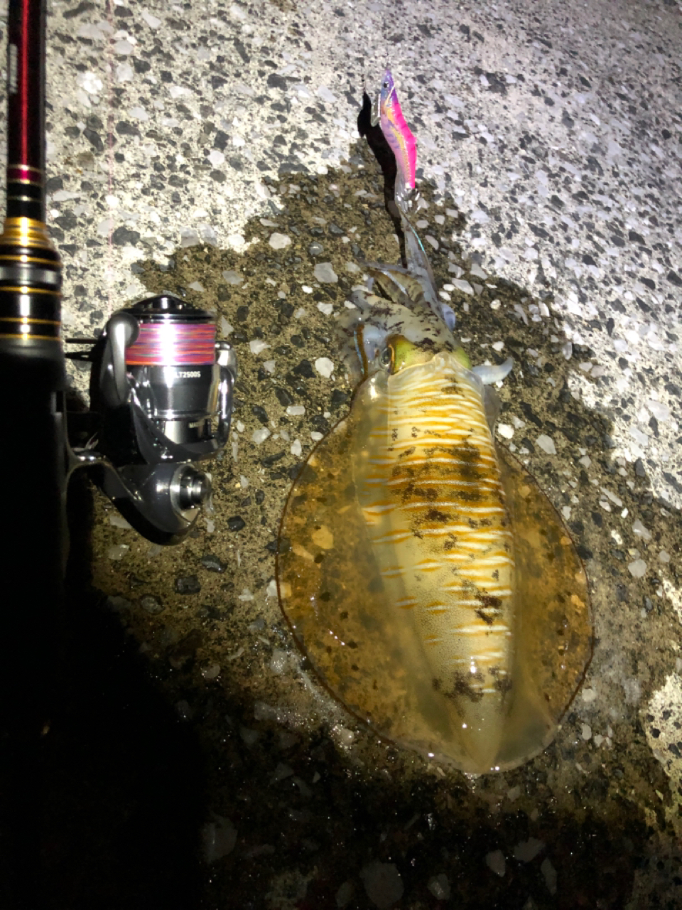 DAIWA 22イグジスト LT2500Sの最安値・インプレ・釣果 | 本音の
