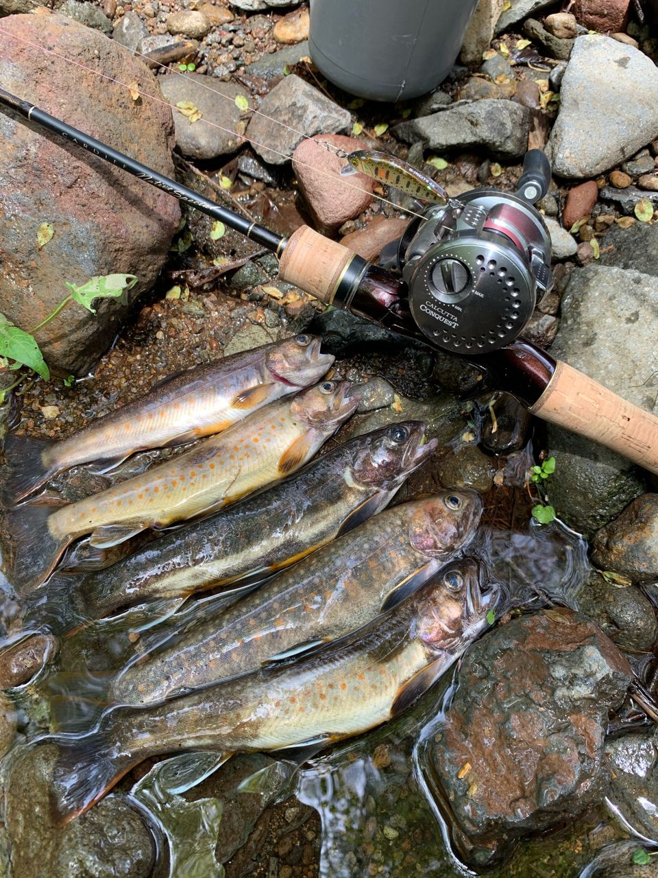 SHIMANO 17カルカッタコンクエスト BFS HG LEFTの最安値・インプレ