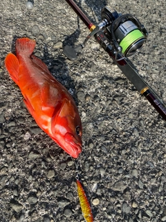 DAIWA 19セルテート LT3000S-CH-DHの最安値・インプレ・釣果 DAIWA 19セルテート LT3000S-CH-DHの最安値・インプレ・釣果