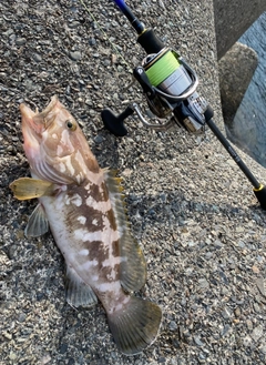 DAIWA 19セルテート LT3000S-CH-DHの最安値・インプレ・釣果 DAIWA 19セルテート LT3000S-CH-DHの最安値・インプレ・釣果