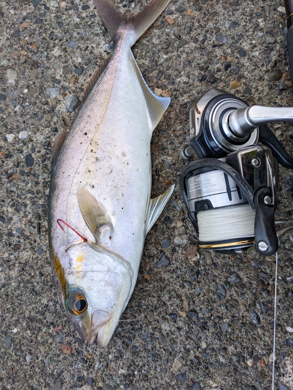 DAIWA 19セルテート LT5000D-CXHのインプレ一覧 | 本音の口コミ DAIWA 19セルテート LT5000D-CXHのインプレ一覧 | 本音の口コミ