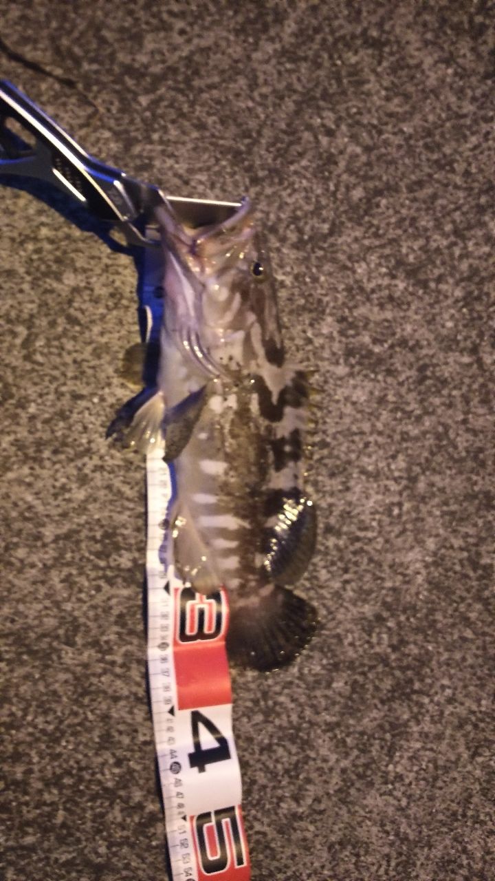 DAIWA 18レイジー（スピニング モデル） 90Lの最安値・インプレ・釣果