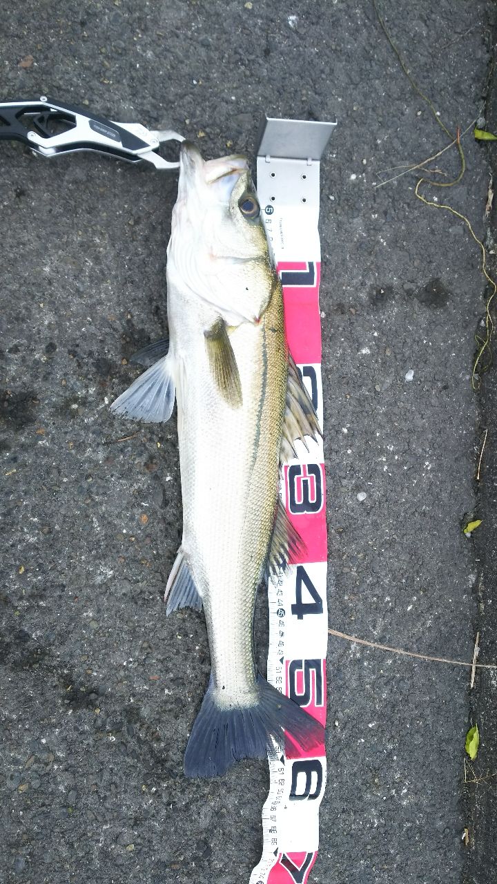 DAIWA 18レイジー（スピニング モデル） 90Lの最安値・インプレ・釣果