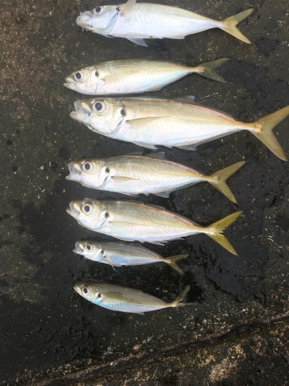 AbuGarcia ソルティーステージ プロトタイプ アジング XAJS