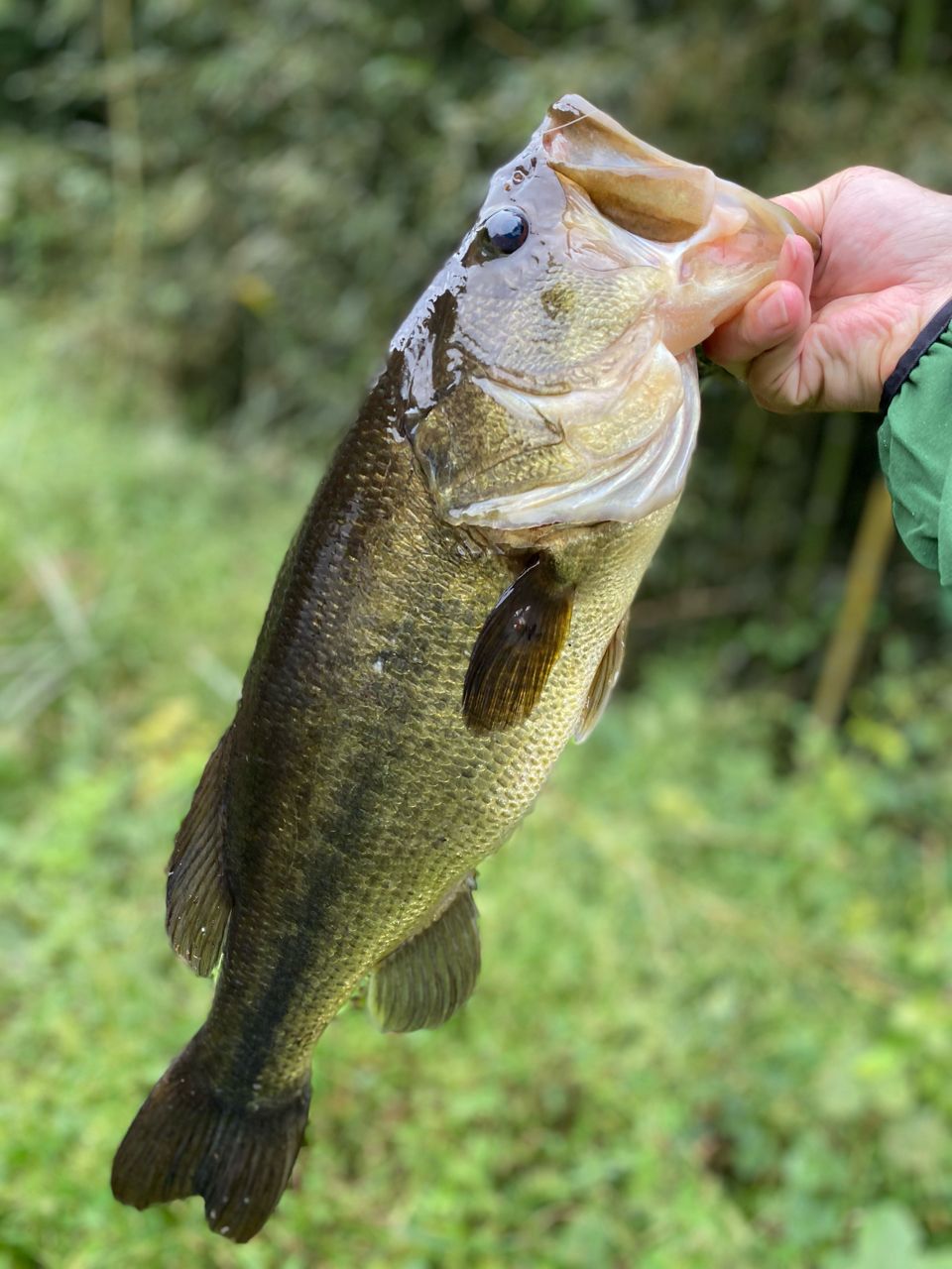 AbuGarcia ホーネットスティンガー プラス スタンダードモデル