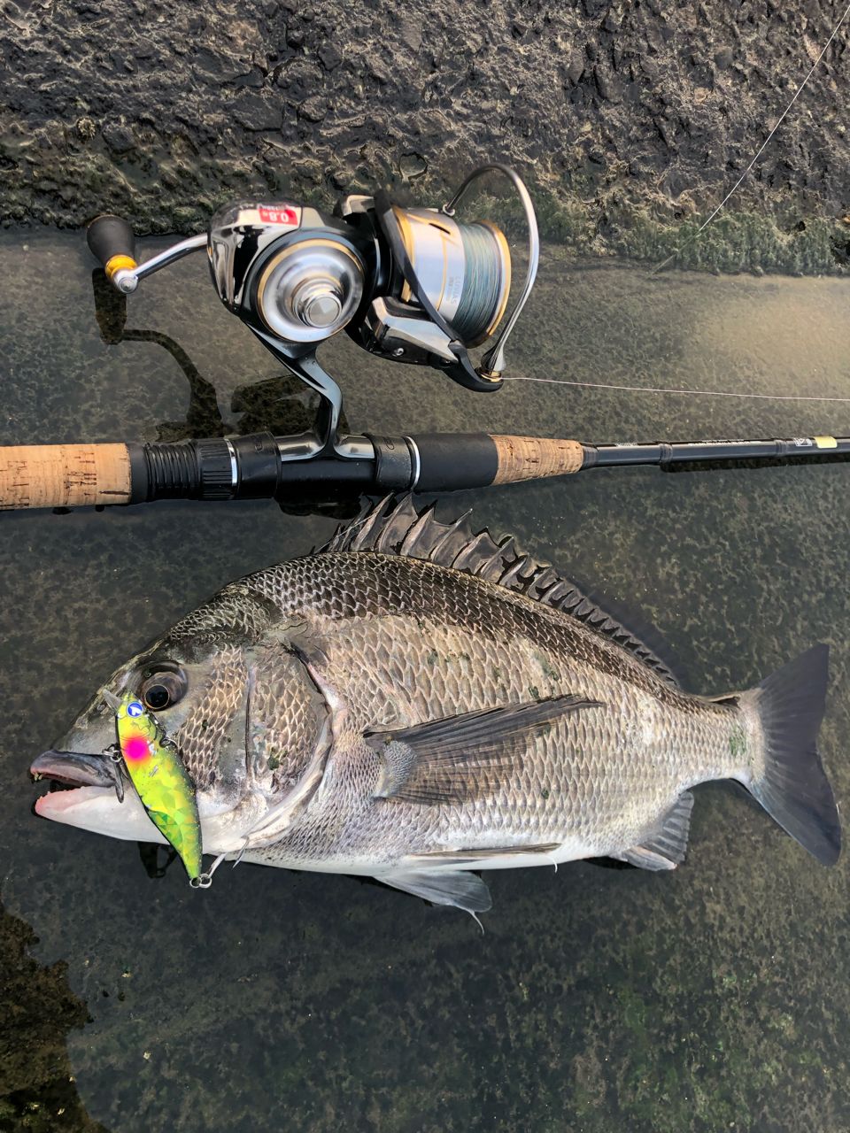 DAIWA 20ルビアス LT3000の最安値・インプレ・釣果 | 本音の口コミが