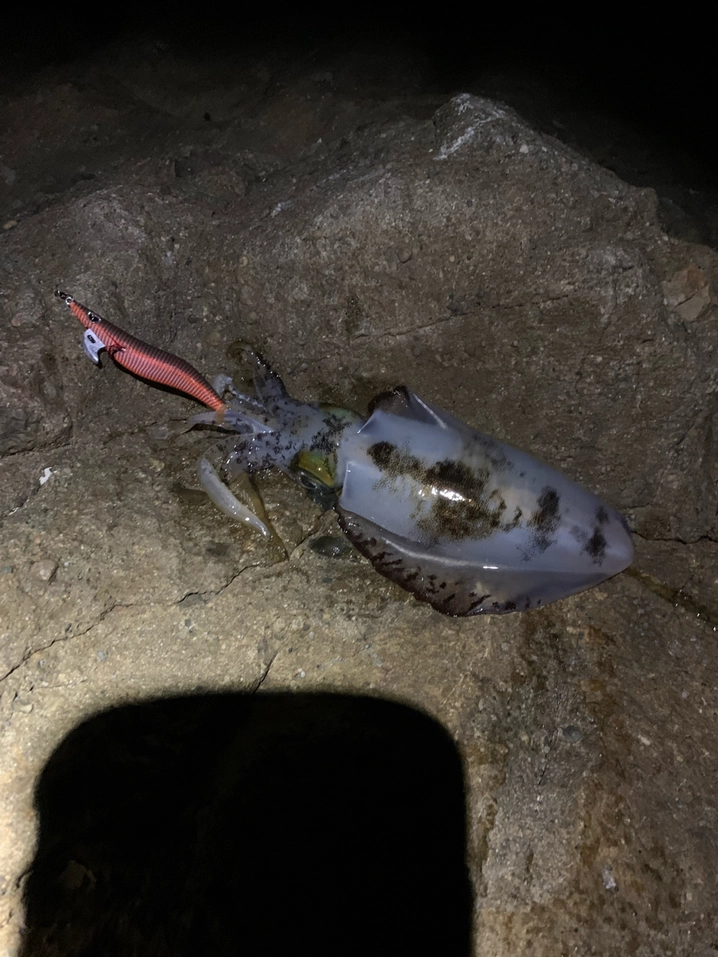 ダイワ ルビアス FC LT2500S