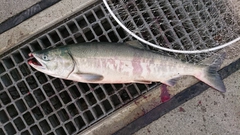 DAIWA 20ルビアス LT4000-CXHのインプレ一覧 | 本音の口コミが集まる