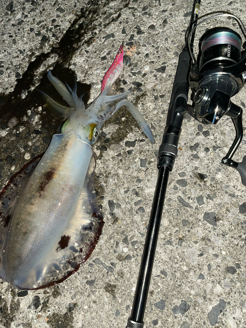 SHIMANO 22ステラ C3000MHGの最安値・インプレ・釣果 | 本音の