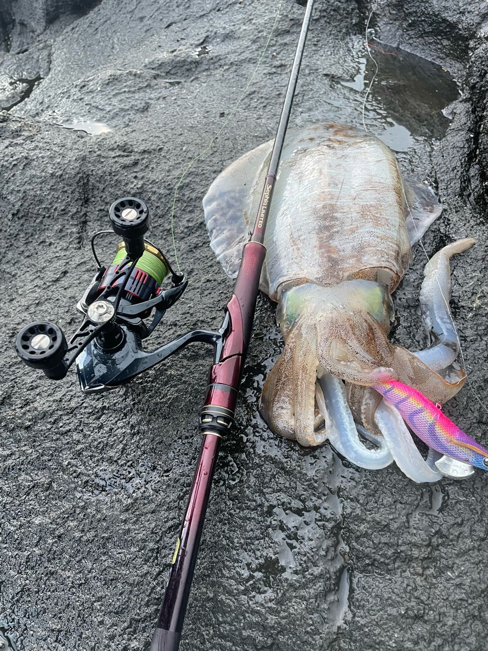 SHIMANO 19セフィア リミテッド S85MLの最安値・インプレ・釣果