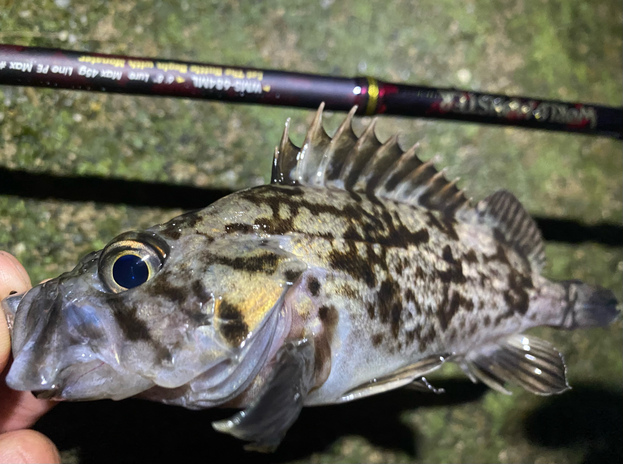 AbuGarcia ワールドモンスター WMS-684MLの最安値・インプレ