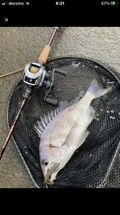 AbuGarcia ワールドモンスターの最安値・インプレ・釣果 | 本音 AbuGarcia ワールドモンスターの最安値・インプレ・釣果 | 本音