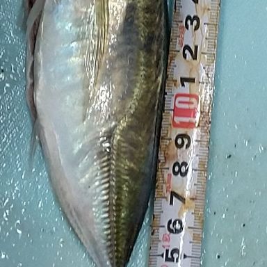 PRO MARINE JIG Fighter S572M