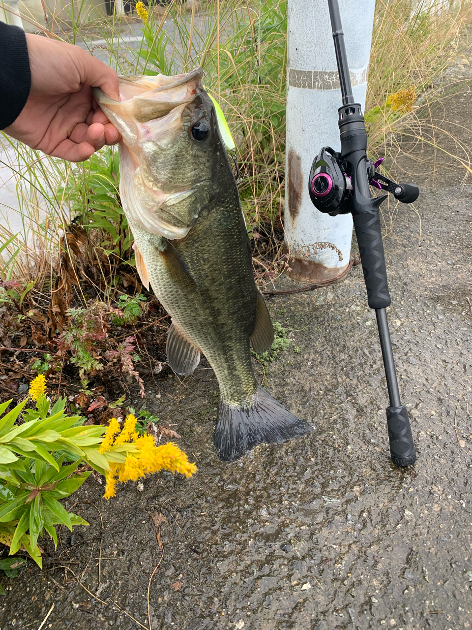 AbuGarcia ベルサート VERC-66MRの最安値・インプレ・釣果