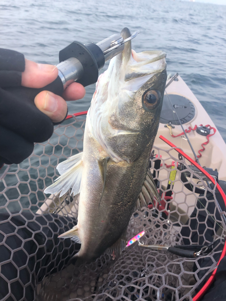 SHIMANO 20エクスセンス BB C3000MHGの最安値・インプレ・釣果