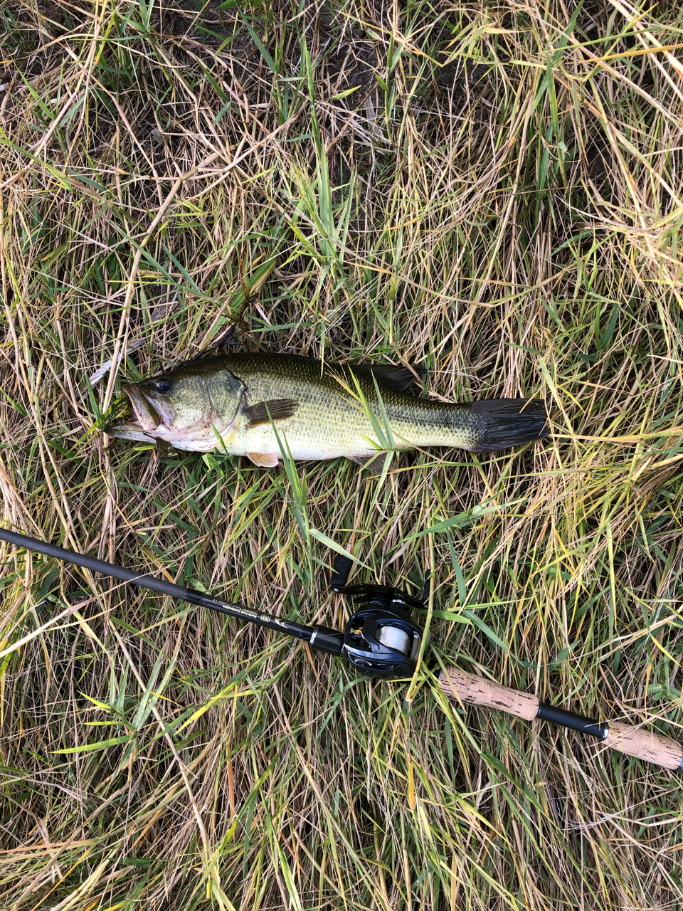 DAIWA 21スティーズ A TW HLCのインプレ一覧 | 本音の口コミが