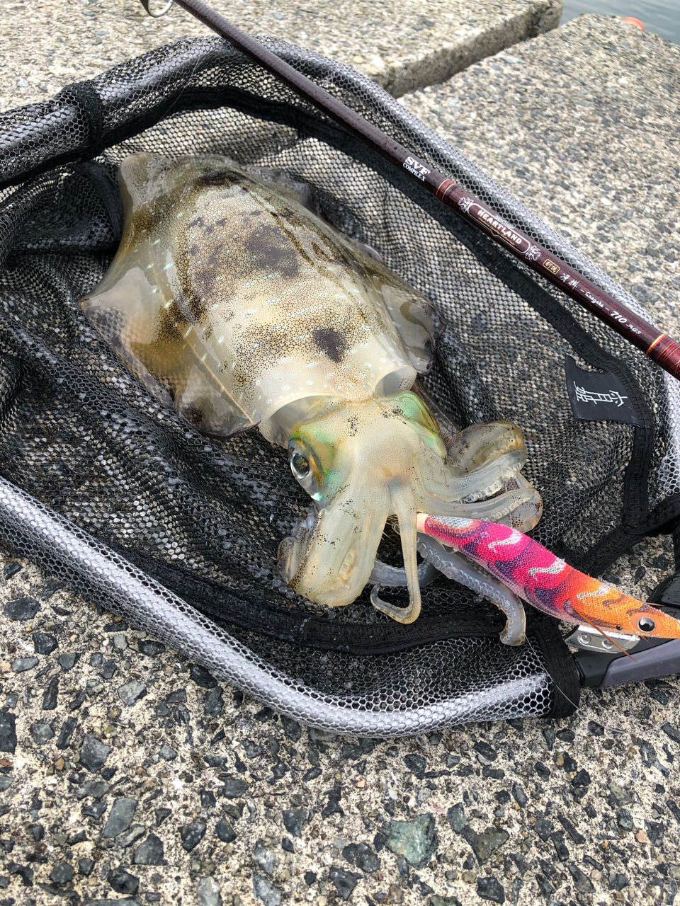 DAIWA 13ハートランド AGS 7102L+FS-SV AGS18の最安値・インプレ