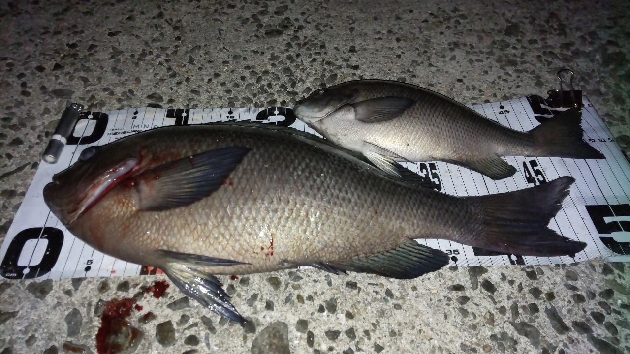 Gamakatsu がま磯 アルデナ 2号 5.3mの最安値・インプレ・釣果 | 本音