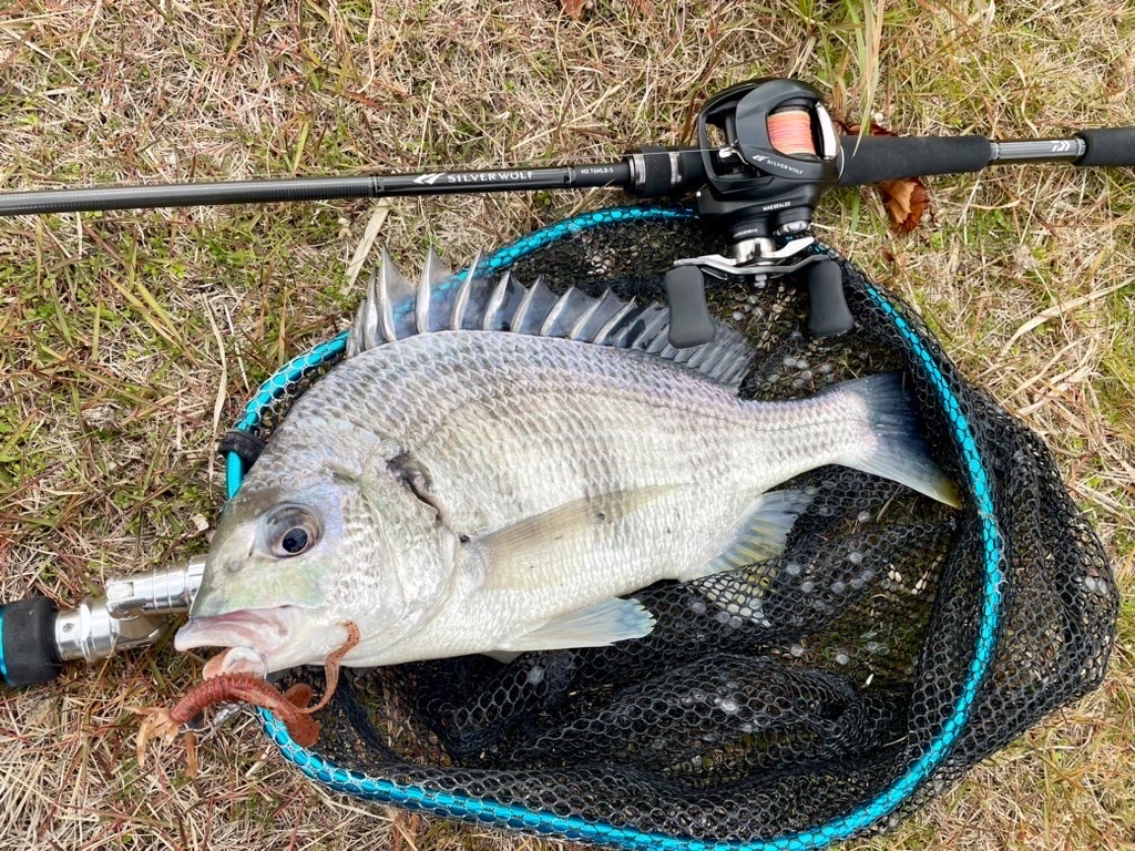 DAIWA 22シルバーウルフ MX 76MLB-Sの最安値・インプレ・釣果 | 本音の口コミが集まる釣具通販「TACKLE BOX」