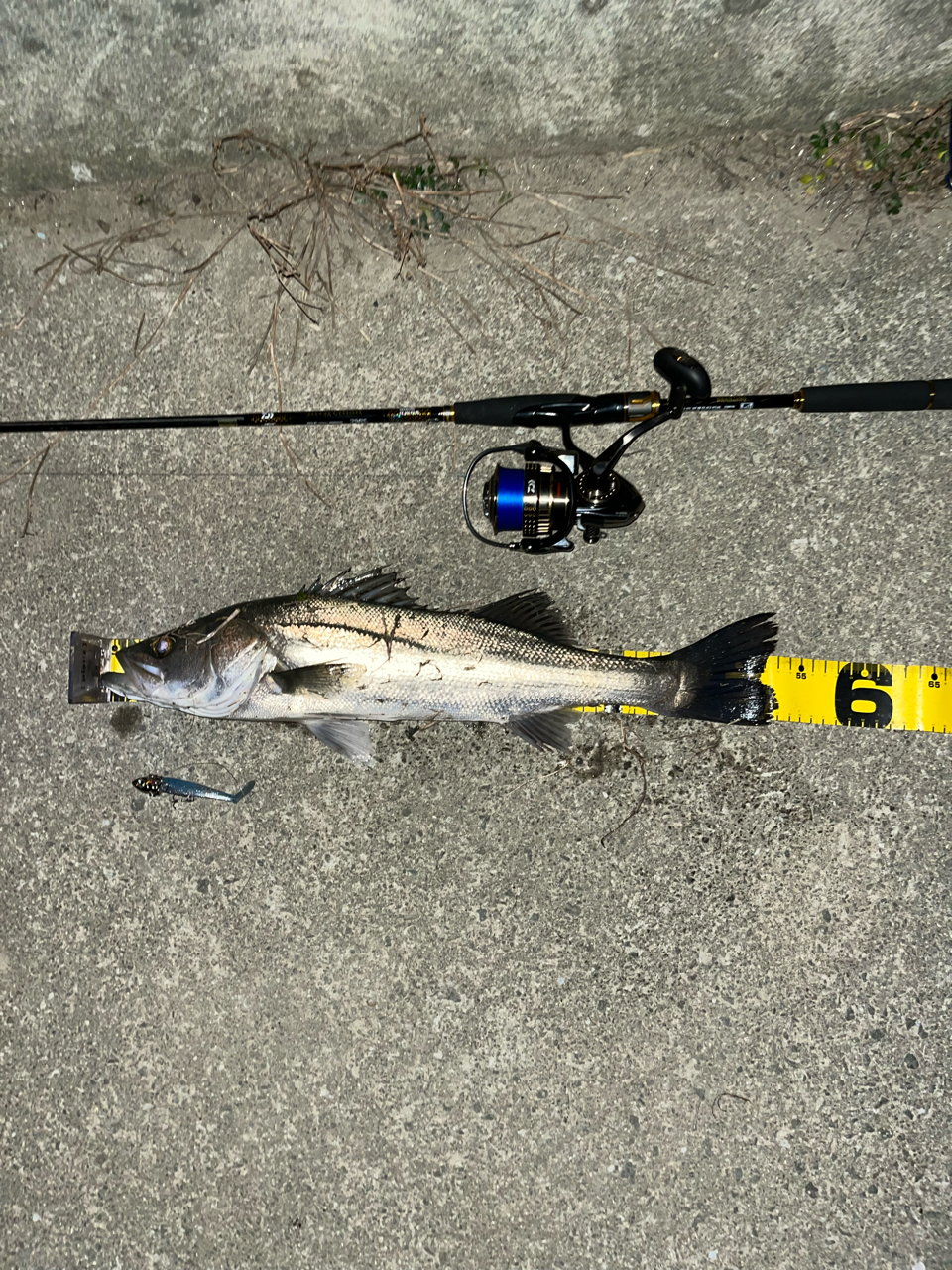 DAIWA 21モアザン ブランジーノ EX AGS 87LMLの最安値・インプレ