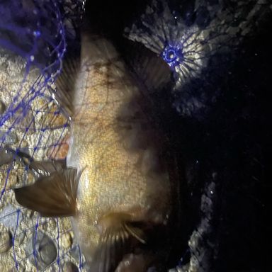 OLYMPIC Super FINEZZA GSFS-752L-HS