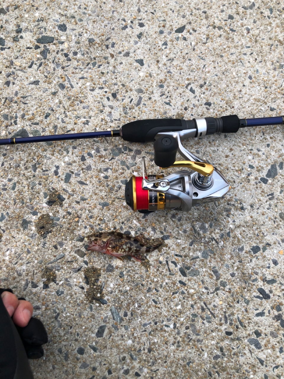 SHIMANO 17セドナ C2000Sの最安値・インプレ・釣果 | 本音の
