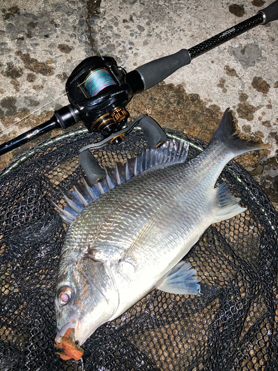 AbuGarcia レボ ALC-BF7の最安値・インプレ・釣果 | 本音の