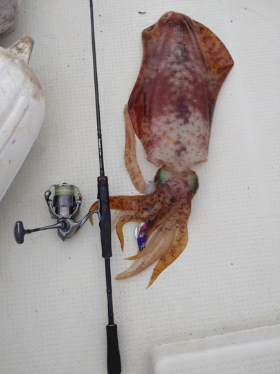 シマノ ステラ 3000MHG