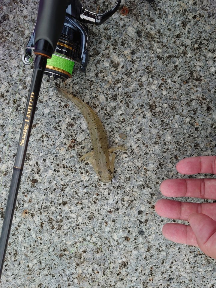 SHIMANO ソアレ リミテッド S73/76UL-Sの最安値・インプレ・釣果