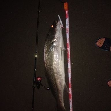 SHIMANO NESSA CI4+ S1002MH