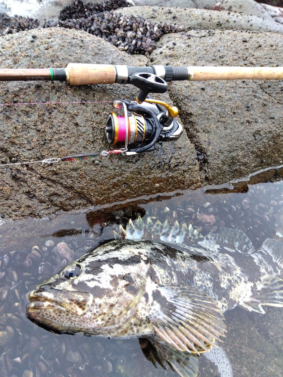 DAIWA　20レブロスLT2500D 4550133399206_8.jpg