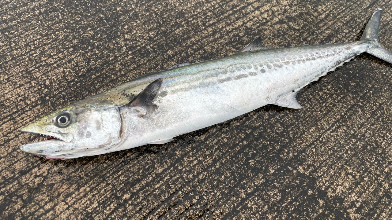 AbuGarcia クロスフィールド XRFS-935M-MBの最安値・インプレ・釣果