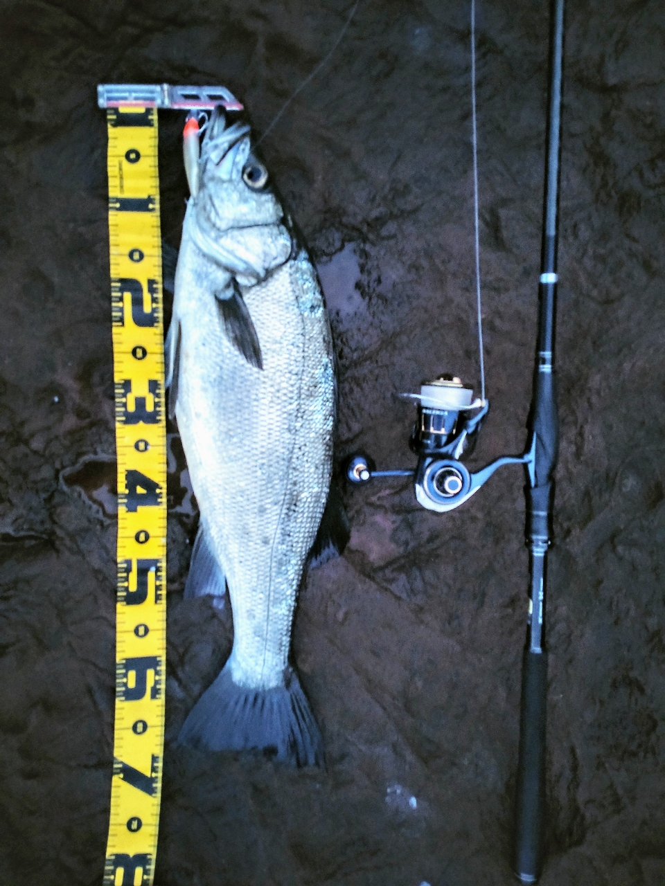 DAIWA 23ソルティガ 4000-XHの最安値・インプレ・釣果 | 本音の