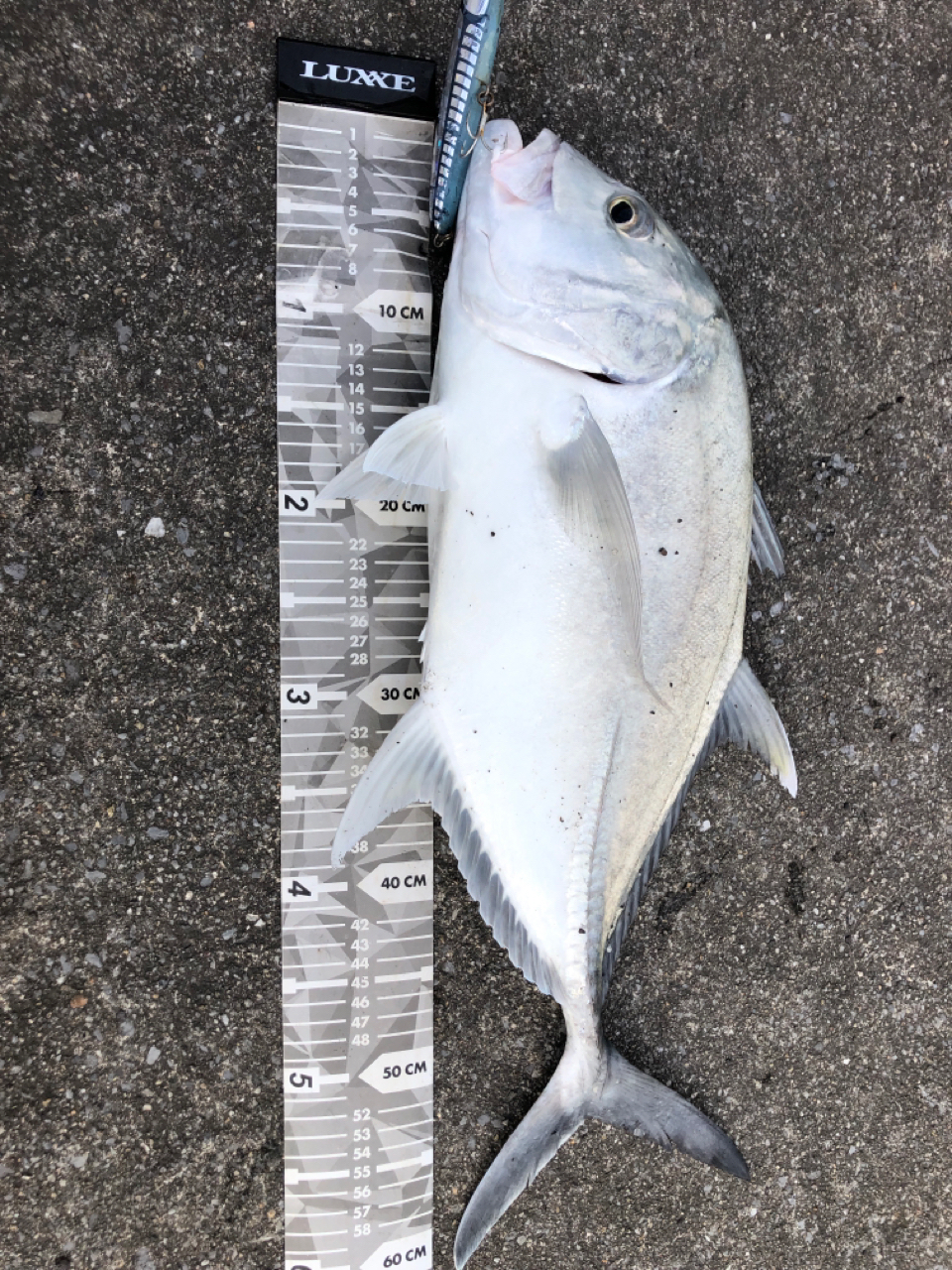 SHIMANO 22コルトスナイパーSS LSJ S100MLのインプレ一覧 | 本音