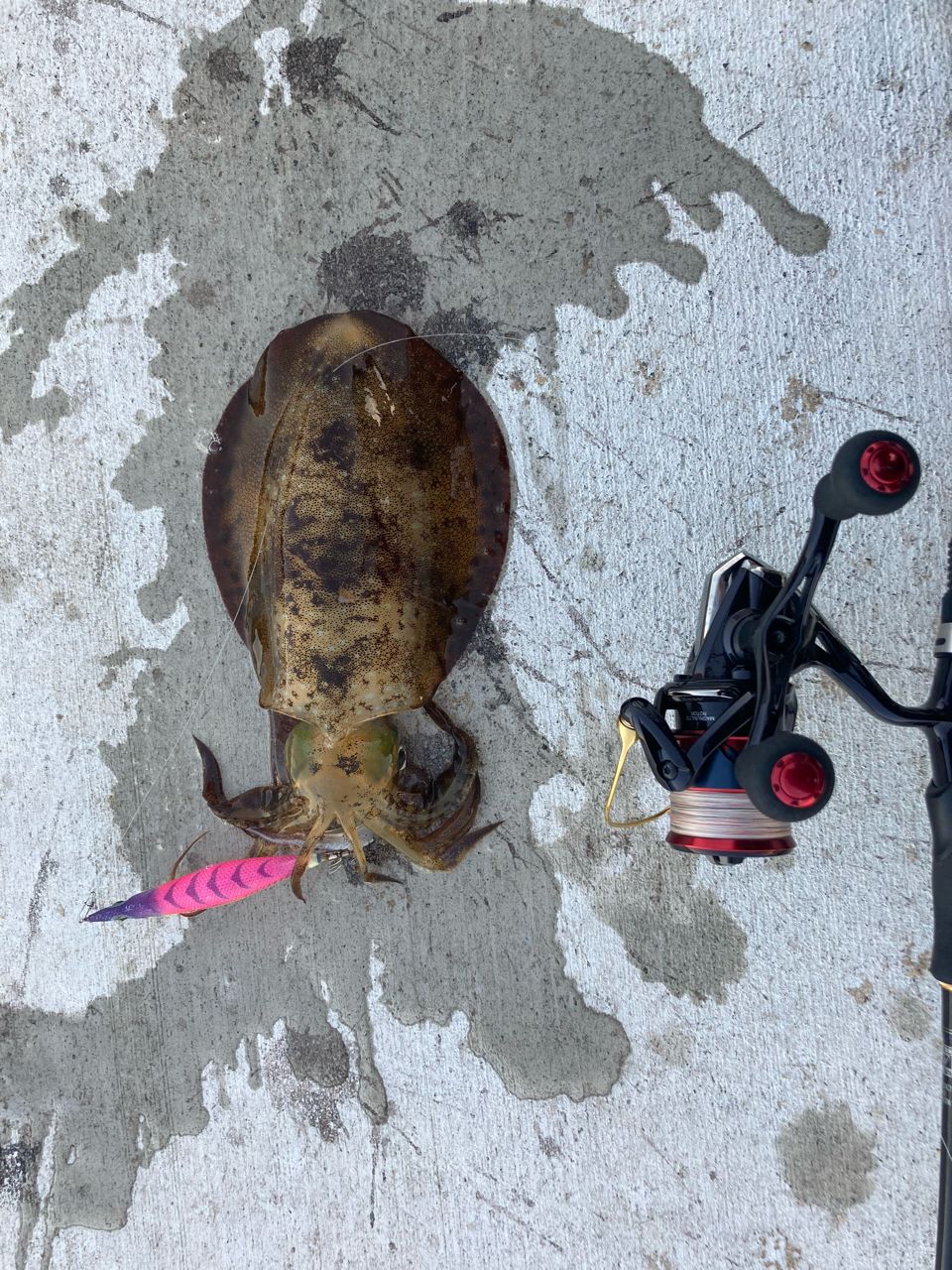 SHIMANO 17セフィア CI4+ C3000SDHの最安値・インプレ・釣果 | 本音の