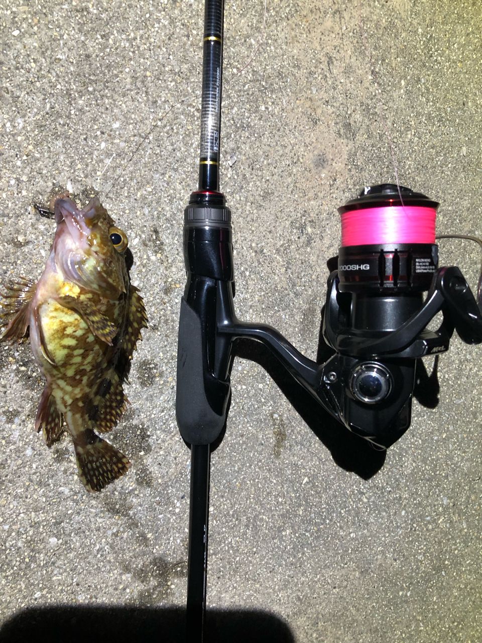 SHIMANO 20ヴァンフォード C2000SHGの最安値・インプレ・釣果 | 本音の