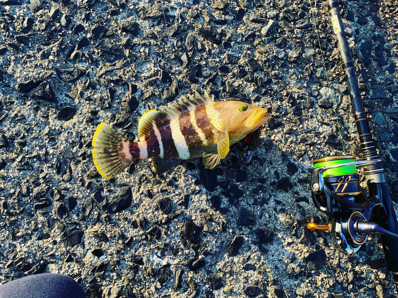 AbuGarcia クロスフィールド XRFS-962Mの最安値・インプレ・釣果