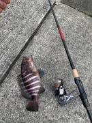 AbuGarcia エラディケーター ロックスイーパー ERSS-77MHFの最 AbuGarcia エラディケーター ロックスイーパー ERSS-77MHFの最