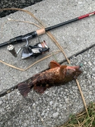 AbuGarcia エラディケーター ロックスイーパー ERSS-77MHFの最 AbuGarcia エラディケーター ロックスイーパー ERSS-77MHFの最