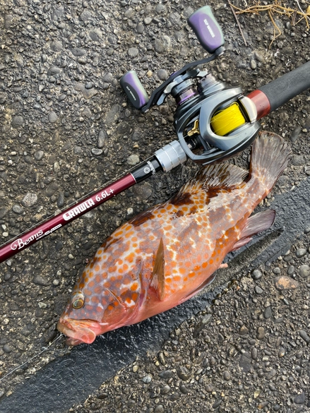 Fishman ○Fishman フィッシュマン Beams ビームス CRAWLA