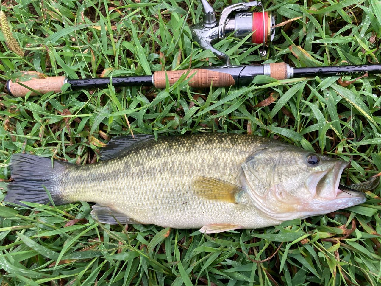 SHIMANO 18バンタム 274MHの最安値・インプレ・釣果 | 本音の口コミが