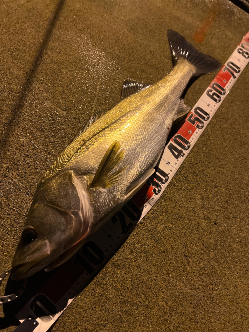 DAIWA ネオステージ TT 2022年モデルの最安値・インプレ・釣果