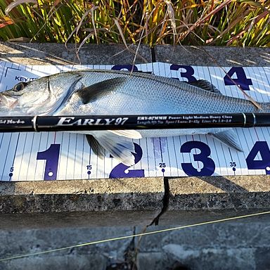 YAMAGA Blanks Early for Seabass 97MMH