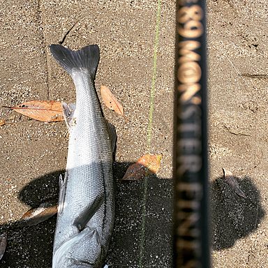 JUMPRIZE ALL WAKE 89 MONSTER FINESSE LIMITED monster  finesse モンスターフィネス