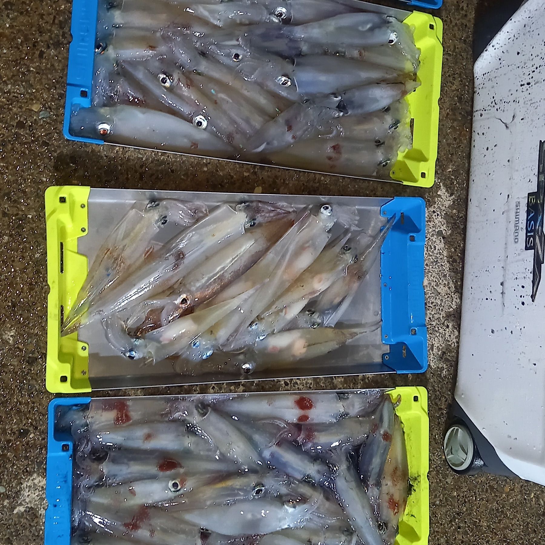 ロッド tail walk LZONtz C510MH-K/TISL テイルウォーク メタルゾン TZ C510MH-K/TISL (ロッド・釣竿