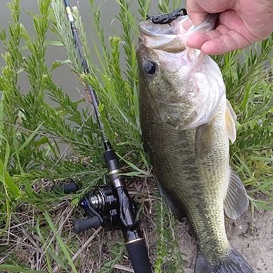 AbuGarcia Revo ALC-BF7 BF7