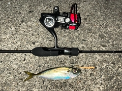 MajorCraft 鯵道 5G AD5-S622L/AJIの最安値・インプレ・釣果 MajorCraft 鯵道 5G AD5-S622L/AJIの最安値・インプレ・釣果