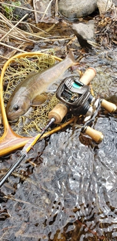 天龍 レイズ スペクトラ RZS51LL-BC