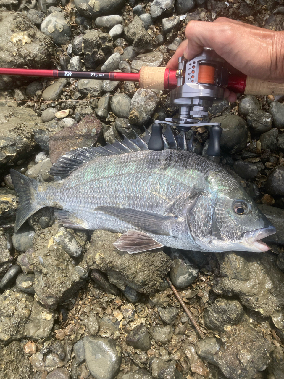 SHIMANO 23カルカッタコンクエスト BFS XG LEFTの最安値