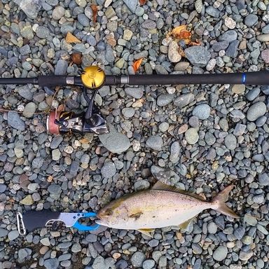 Zeake VELLZARD VSJG103 S103